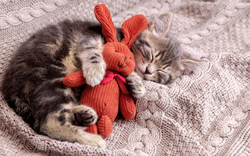 Katze im Korb